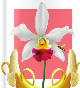 img Guilherme de Freitas